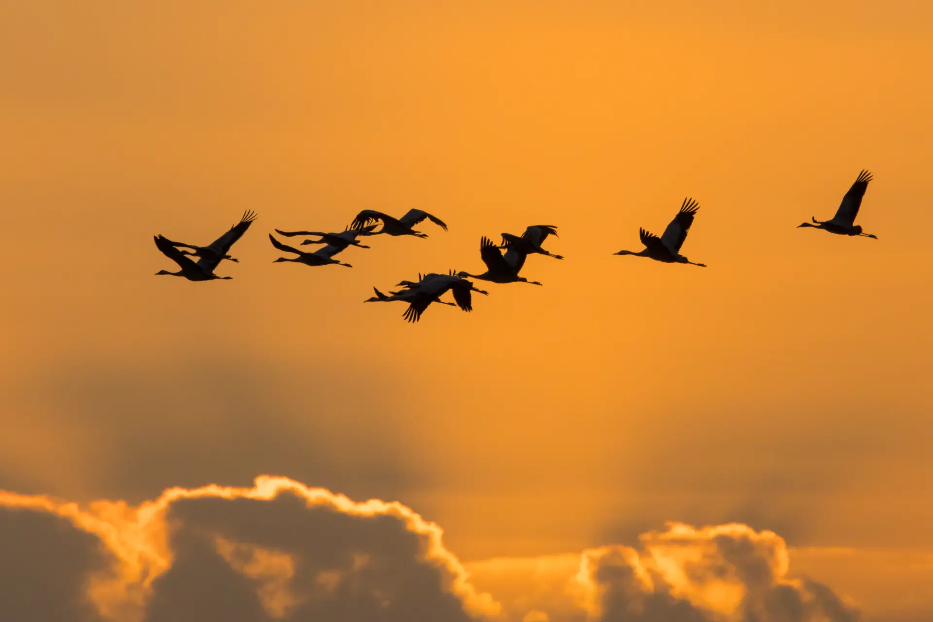 Kraniche im Flug vor orangefarbenem Sonnenuntergangshimmel über der Landschaft der Insel Rügen