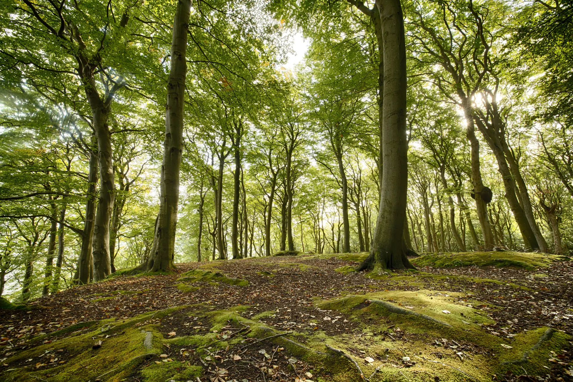 Waldlandschaft auf Rügen mit Sonnenlicht, grünen Blättern und moosbedecktem Boden, ideale Kulisse für kreative Naturfotografie und Lichtstudien