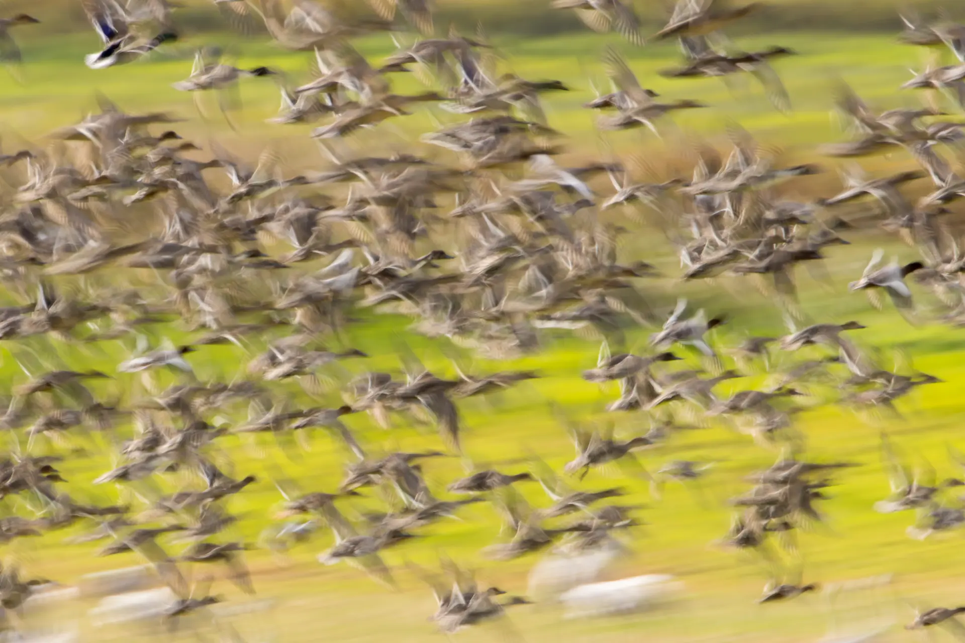 Großes Vogelschwarm im Flug über grün-gelber Landschaft auf Rügen mit unscharfer Bewegung für kreative Naturfotografie
