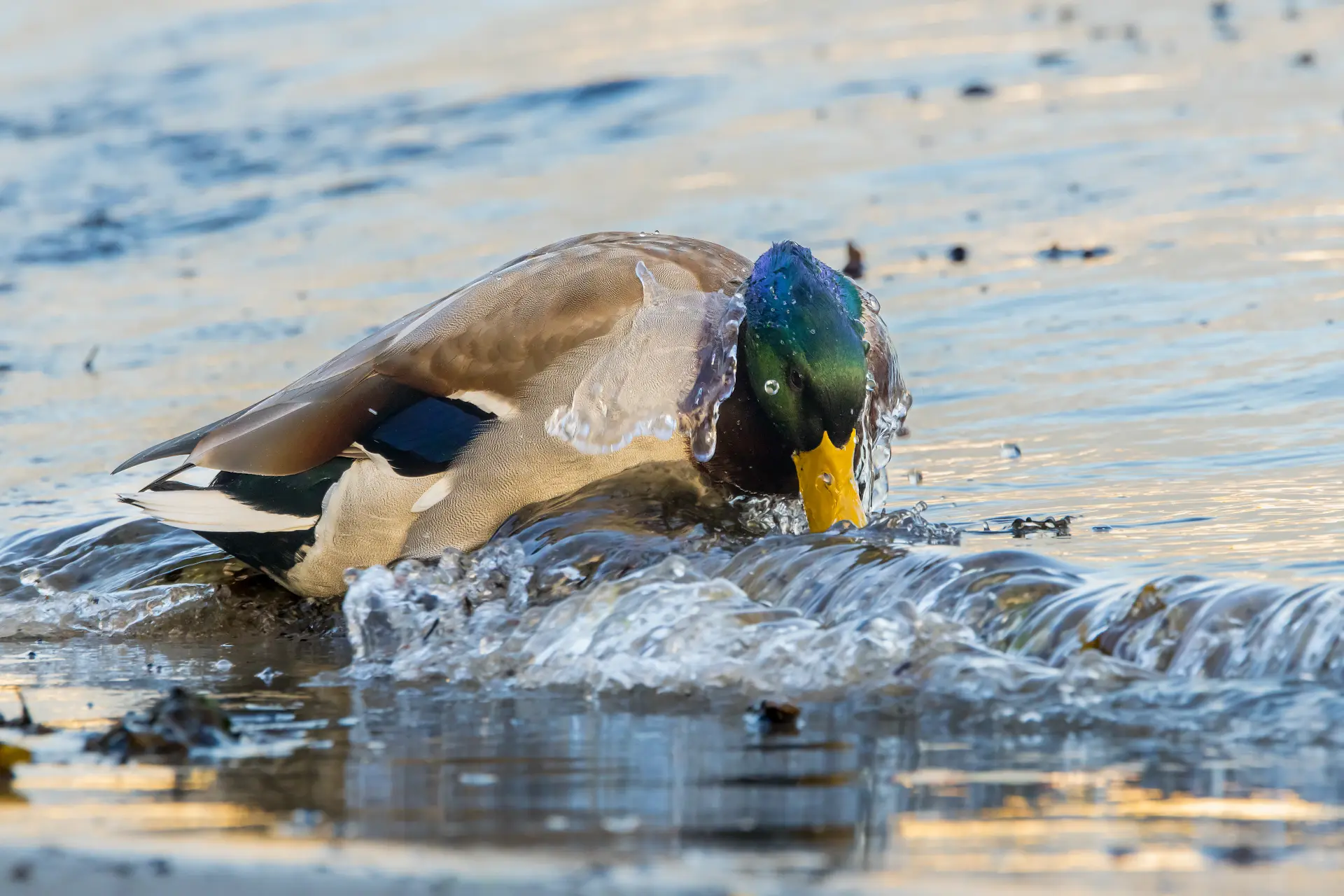 Stockente mit grünem Kopf und gelbem Schnabel taucht im fließenden Wasser einer malerischen Landschaft auf Rügen