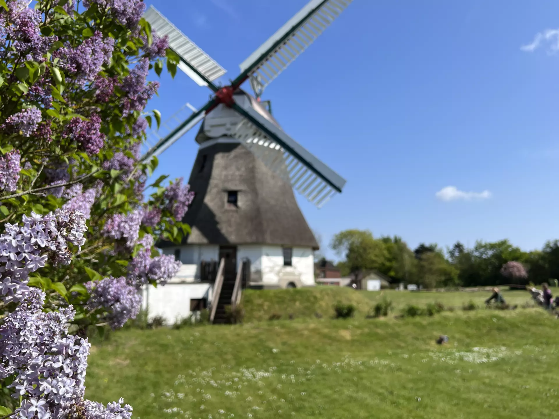 Föhr Windmühle auf Föhr mit lila blühendem Flieder und grünem Wiesenfeld unter blauem Himmel im Sommer