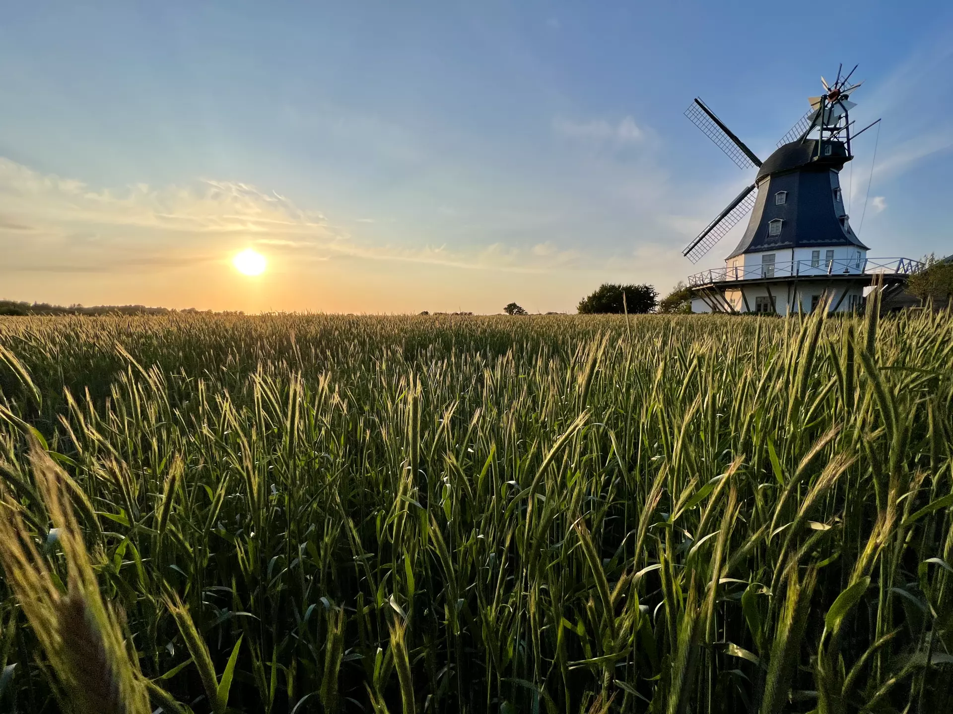 Föhr Grünes Getreidefeld im Sonnenuntergang mit traditioneller Windmühle auf Föhr im Hintergrund