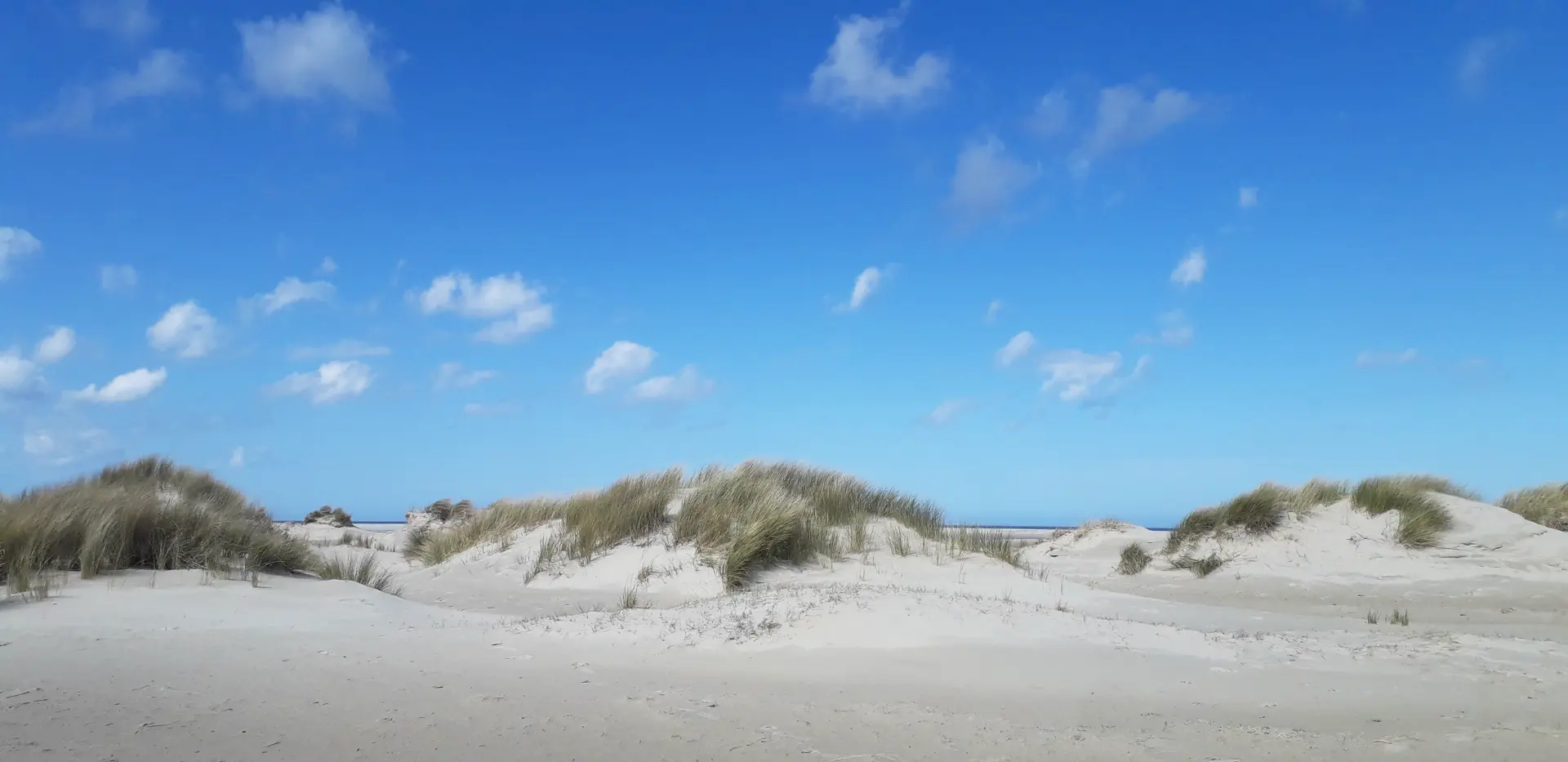 Strand von Borkum Sanddünen mit Gräsern unter blauem Himmel an der Nordseeküste bei Borkum