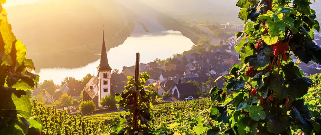 Weinberge in der Moselregion mit Dorf und Kirchturm am Flussufer bei Sonnenaufgang