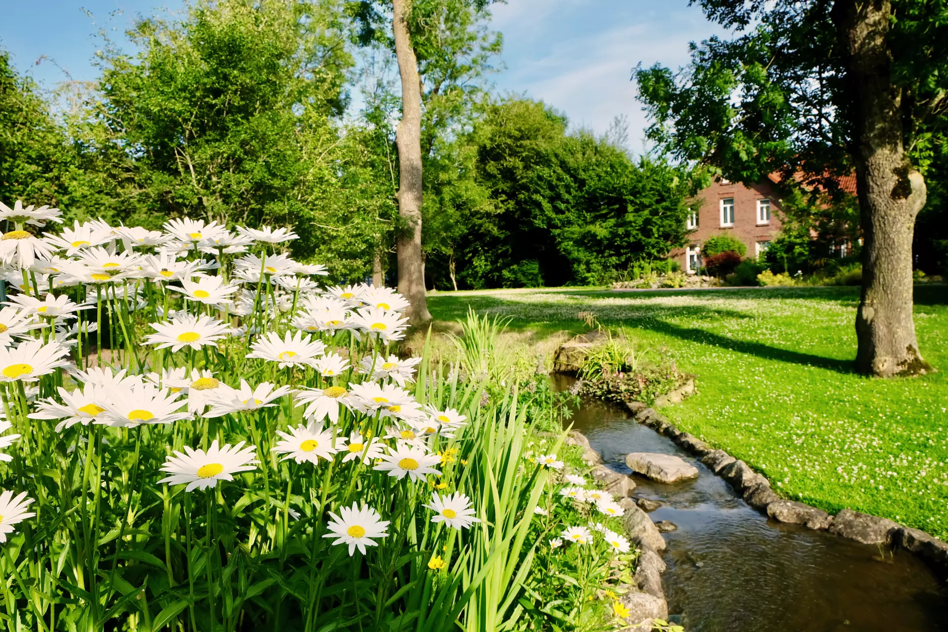 Weiße Gänseblümchen an einem Bachlauf mit grünen Bäumen und Haus im Wattenmeer bei sonnigem Wetter