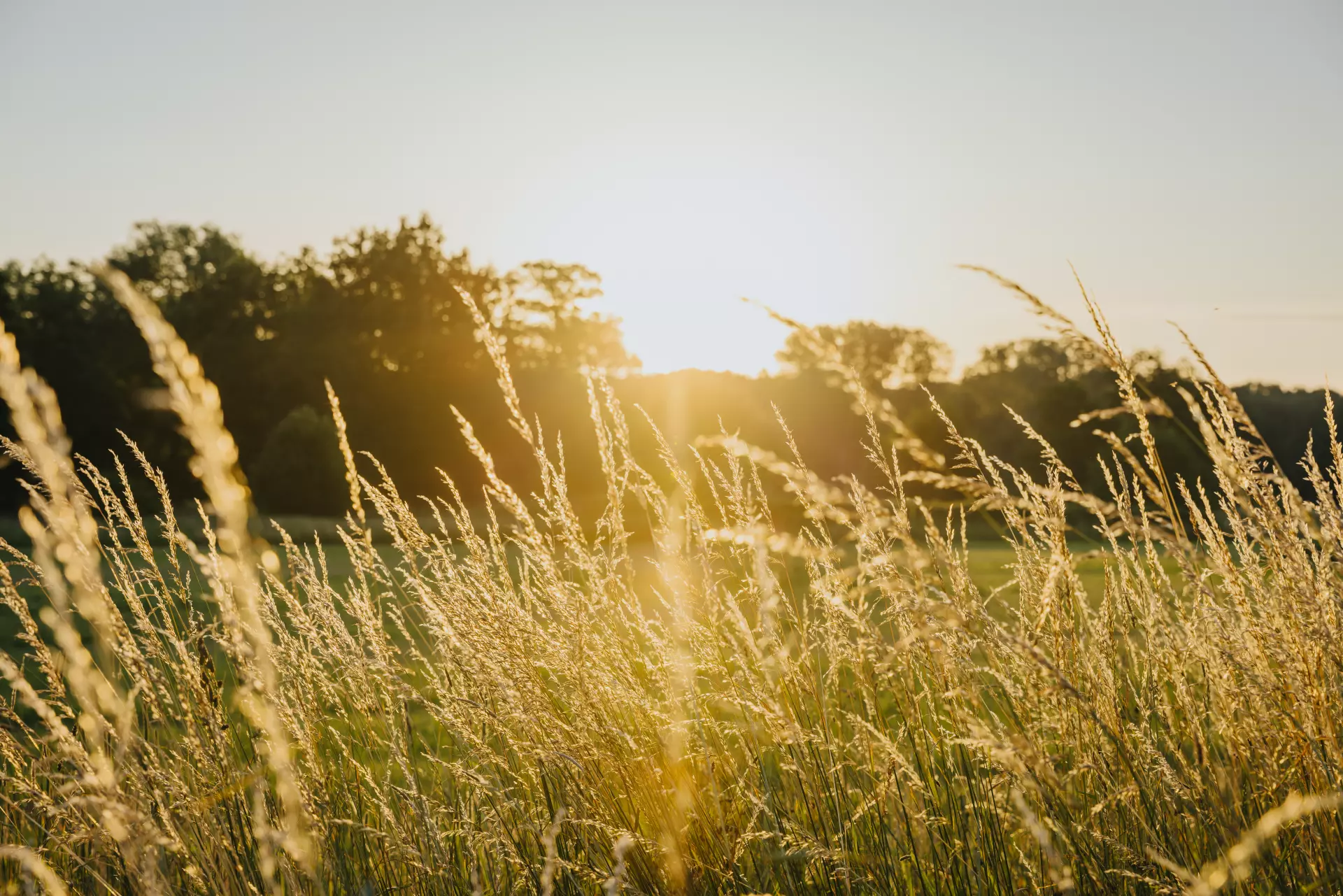 Goldene Gräser auf einem Feld bei Sonnenaufgang mit Bäumen im Hintergrund in Worpswede