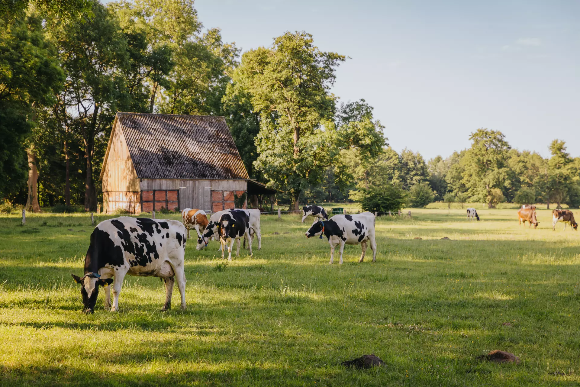 Mehrere Kühe grasen auf grüner Wiese vor einer alten Scheune in Worpswede bei sonnigem Wetter