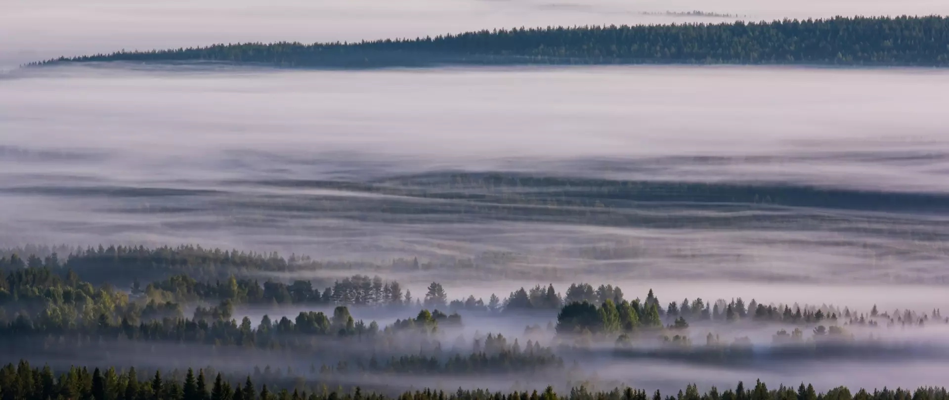 Nebel bedeckt dichte Nadelwälder in einer finnischen Landschaft bei ruhigem Morgenlicht