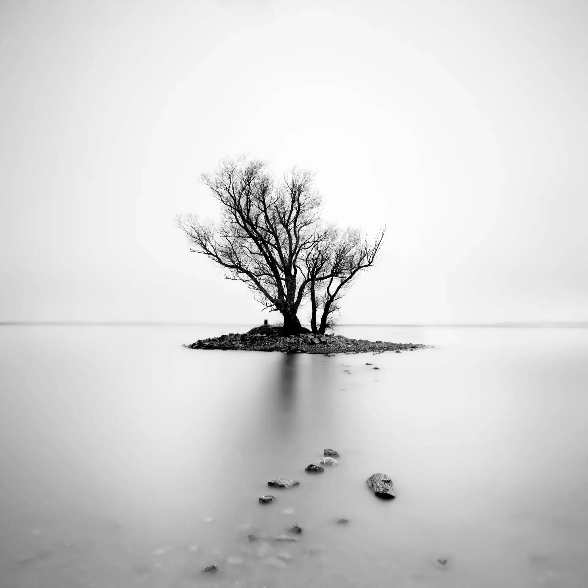 Kleine Insel mit kahlem Baum und sichtbar steiniger Uferlinie im ruhigen Bodensee bei Bregenz in Schwarz-Weiß