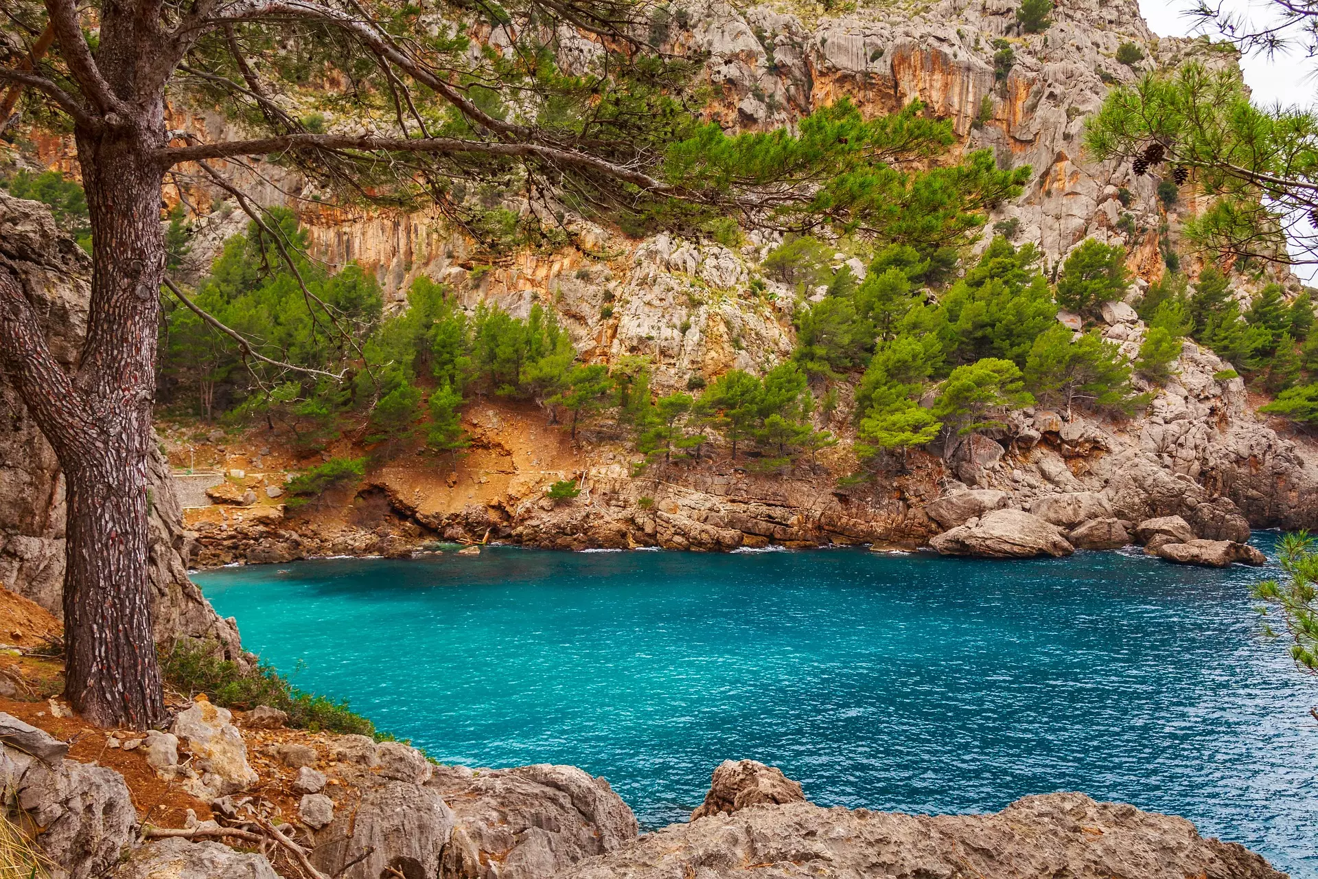 Türkisblaues Wasser in einer Felsbucht umgeben von Kiefern und steilen Klippen auf Mallorca