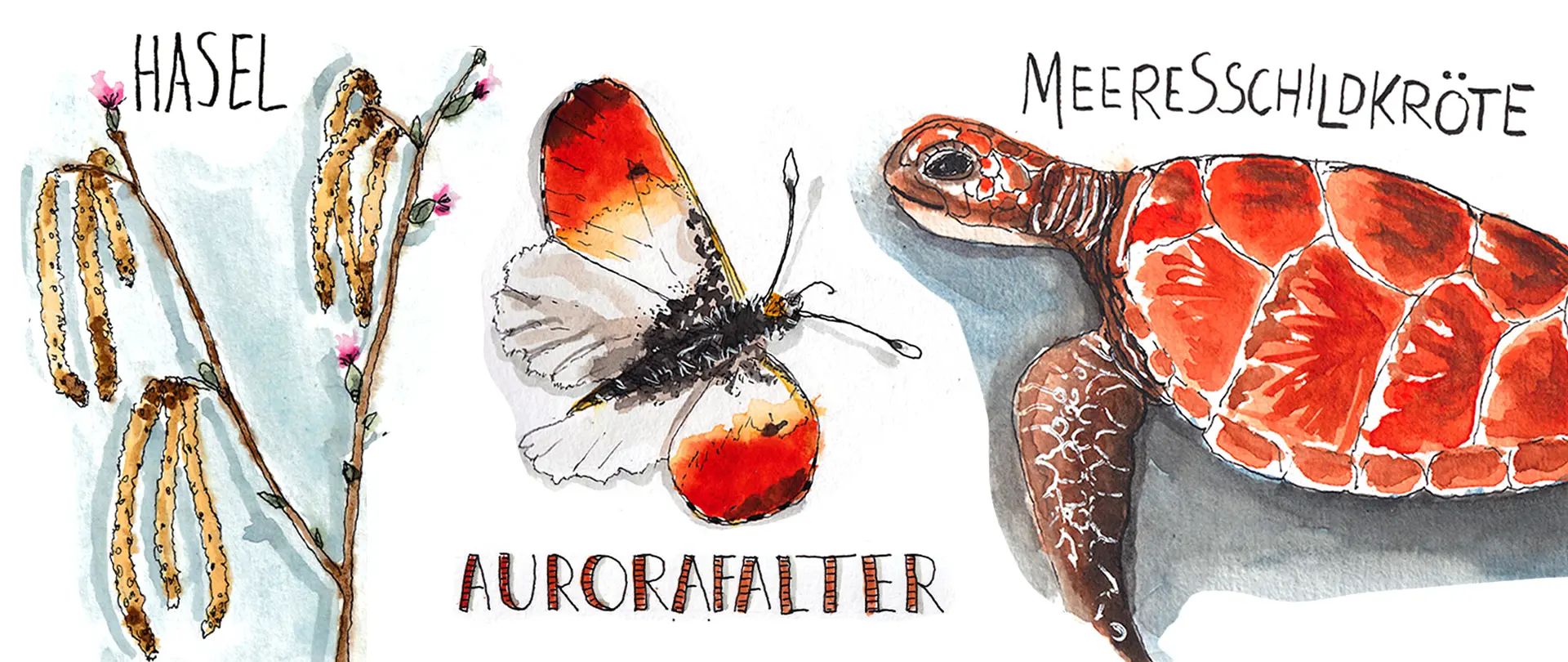 Haselzweig, Aurora-Falter und Meeresschildkröte als Aquarellzeichnungen mit handschriftlichen Beschriftungen zur Einführung ins Nature Journaling