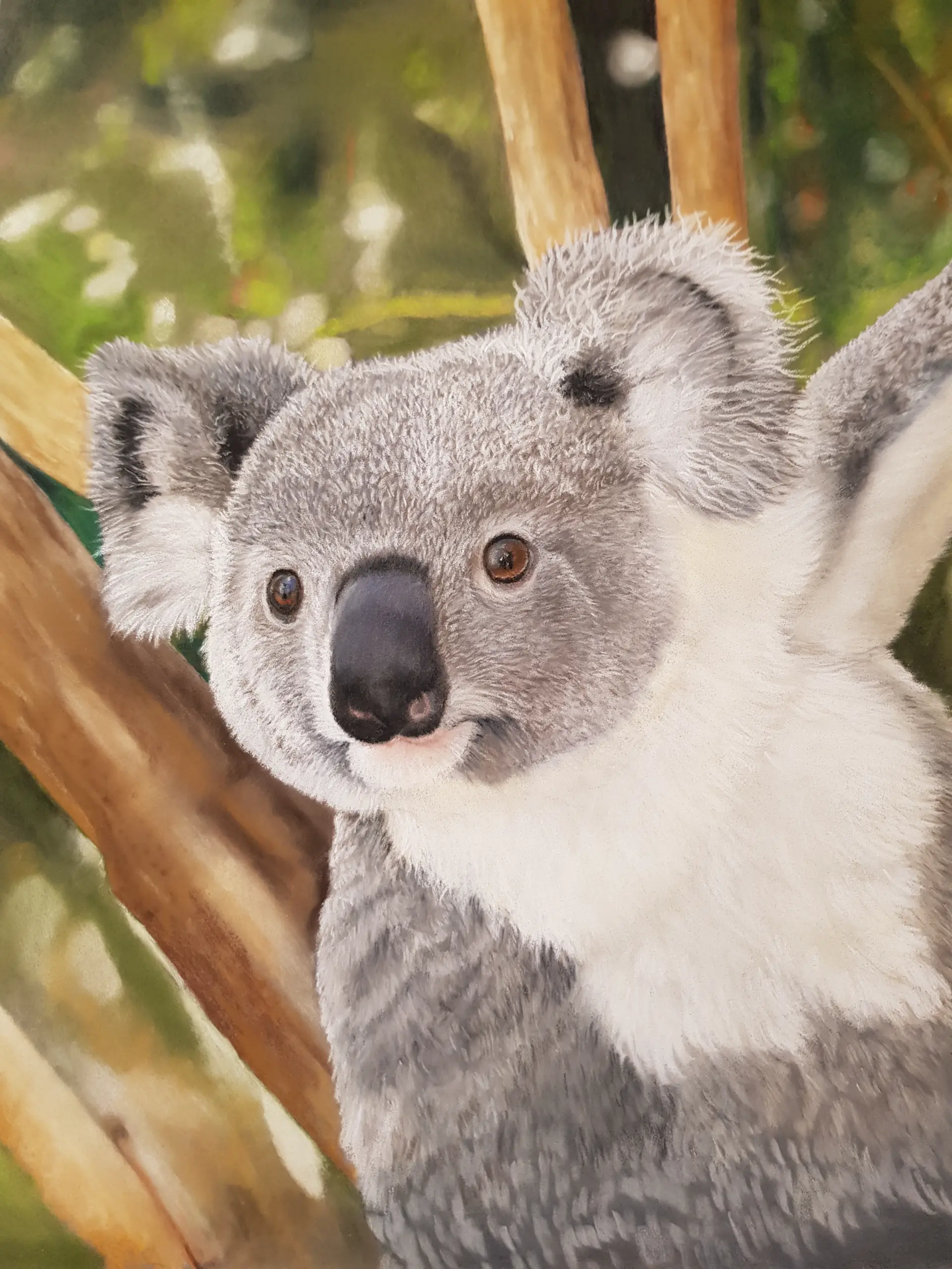Koala mit lebendig wirkendem, detailreichem Fell und ausdrucksstarken Augen vor Baumstämmen, realistisch gezeichnet von Monika Hoffmann