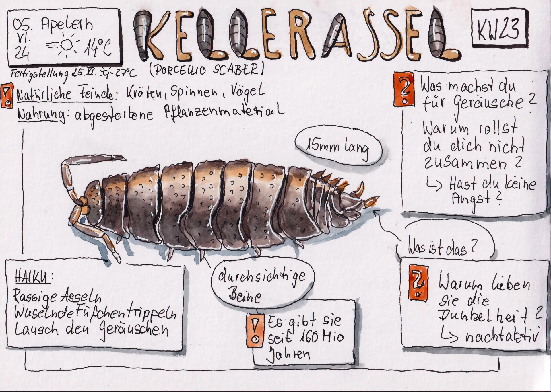 24 KW 23 Kellerassel Handgezeichnete Skizze von Porcellio scaber mit Beschreibungen zur Art, Lebensraum, Feinden und Verhalten von Tina Kuhrt
