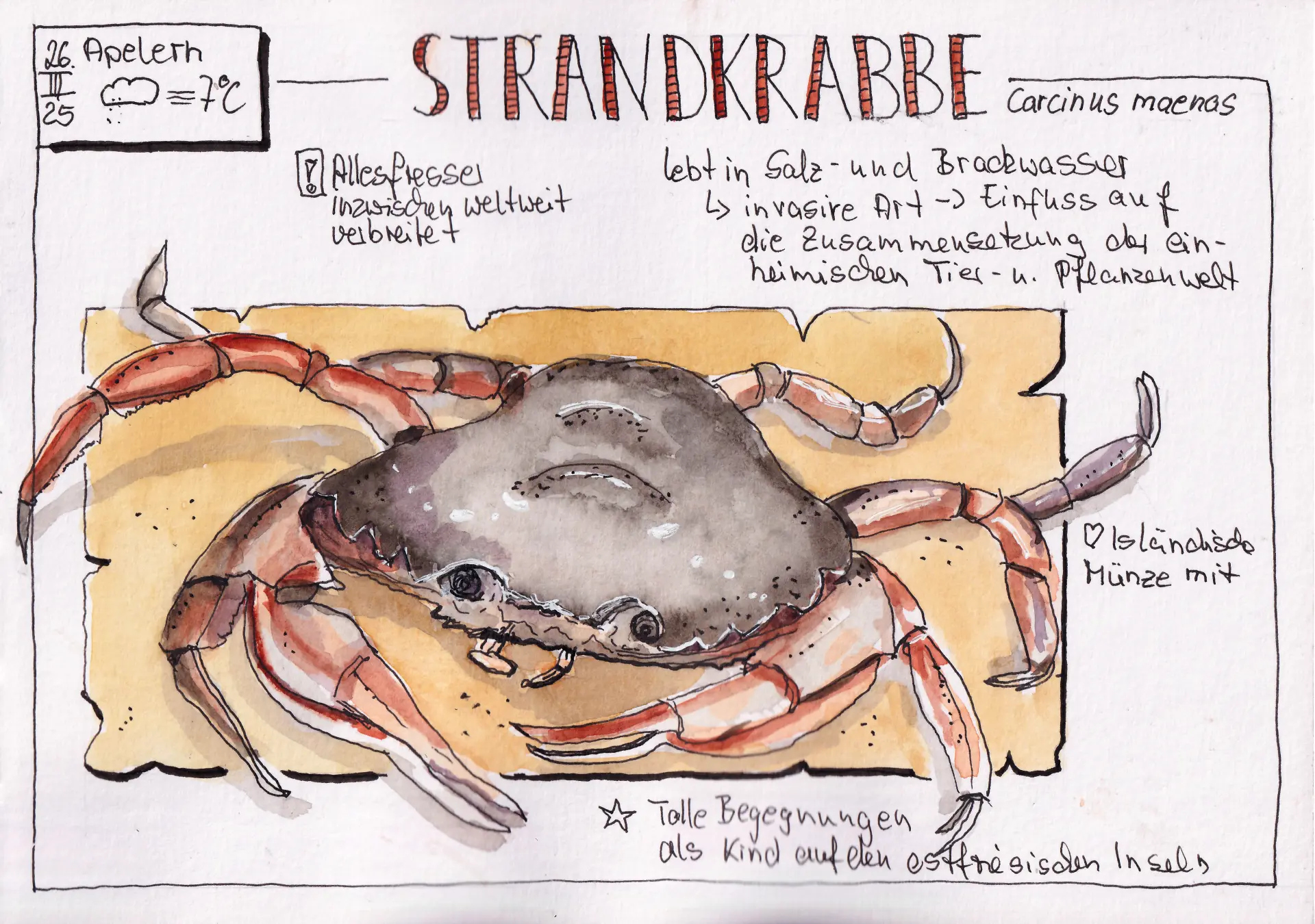 25 KW 13 Strandkrabbe Strandkrabbe (Carcinus maenas) Aquarell mit Notizen zu Lebensraum und Wirkung von Tina Kuhrt