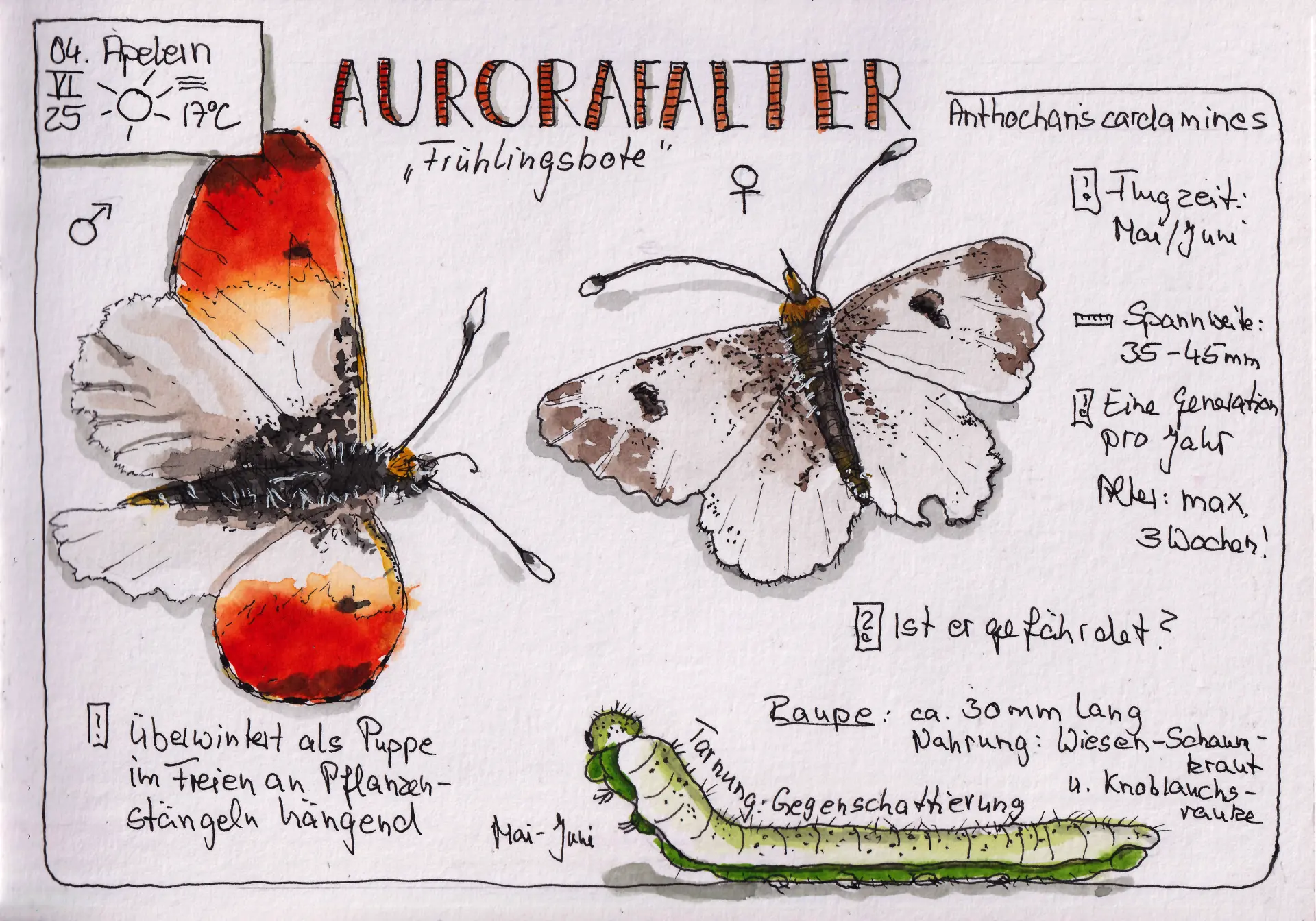 25 KW 23 Aurorafalter Illustration von Tina Kuhrt zeigt den Aurorafalter mit männlichem und weiblichem Exemplar, Raupe, Lebensdaten und Infos zu Lebensweise und Erscheinungszeit