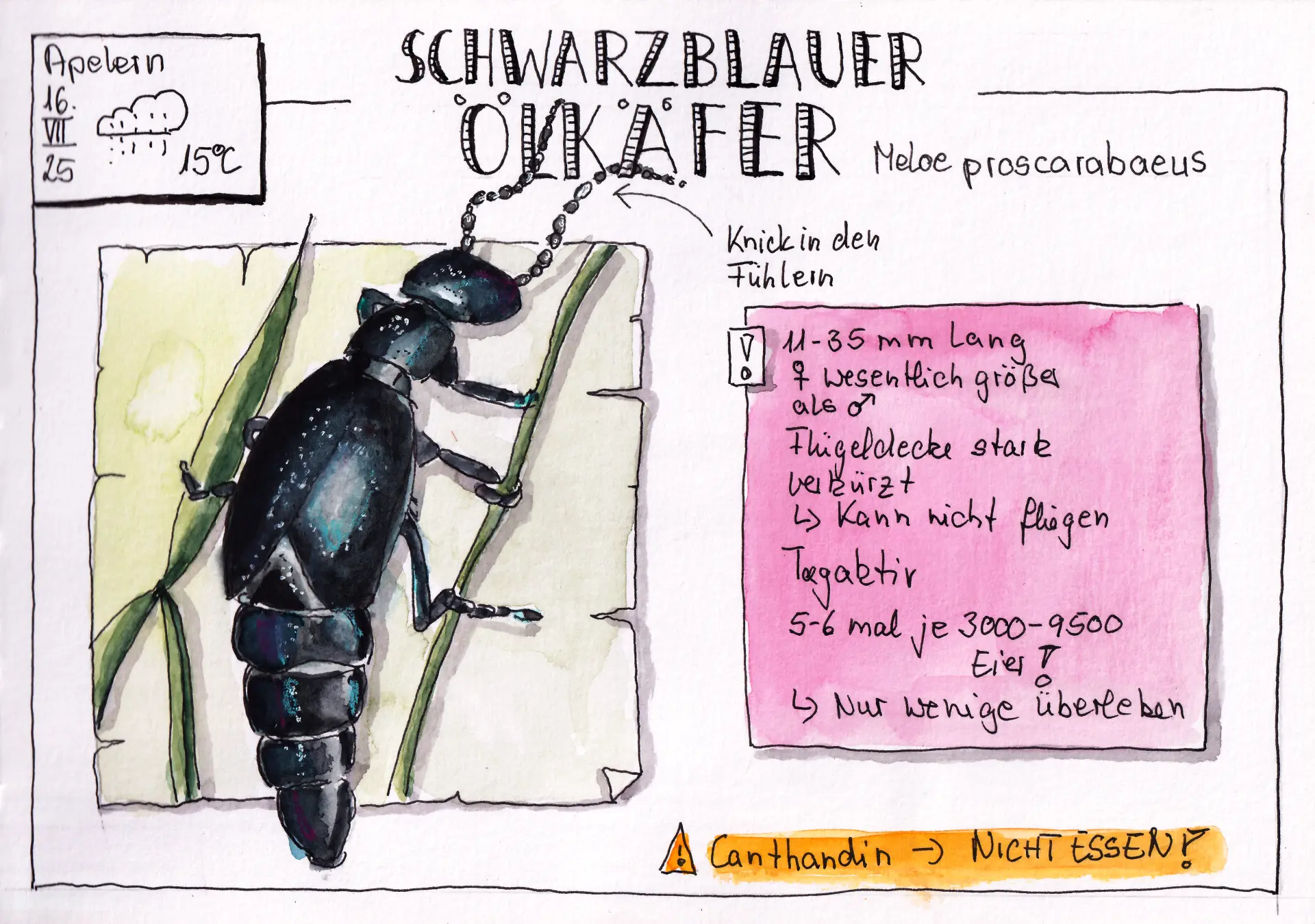 25 KW 29 Schwarzer Ölkäfer Schwarzblauer Ölkäfer mit detailreichen Notizen und Warnhinweis, Zeichnung von Tina Kuhrt, wissenschaftliche Illustration des Käfers Meloe proscarabaeus