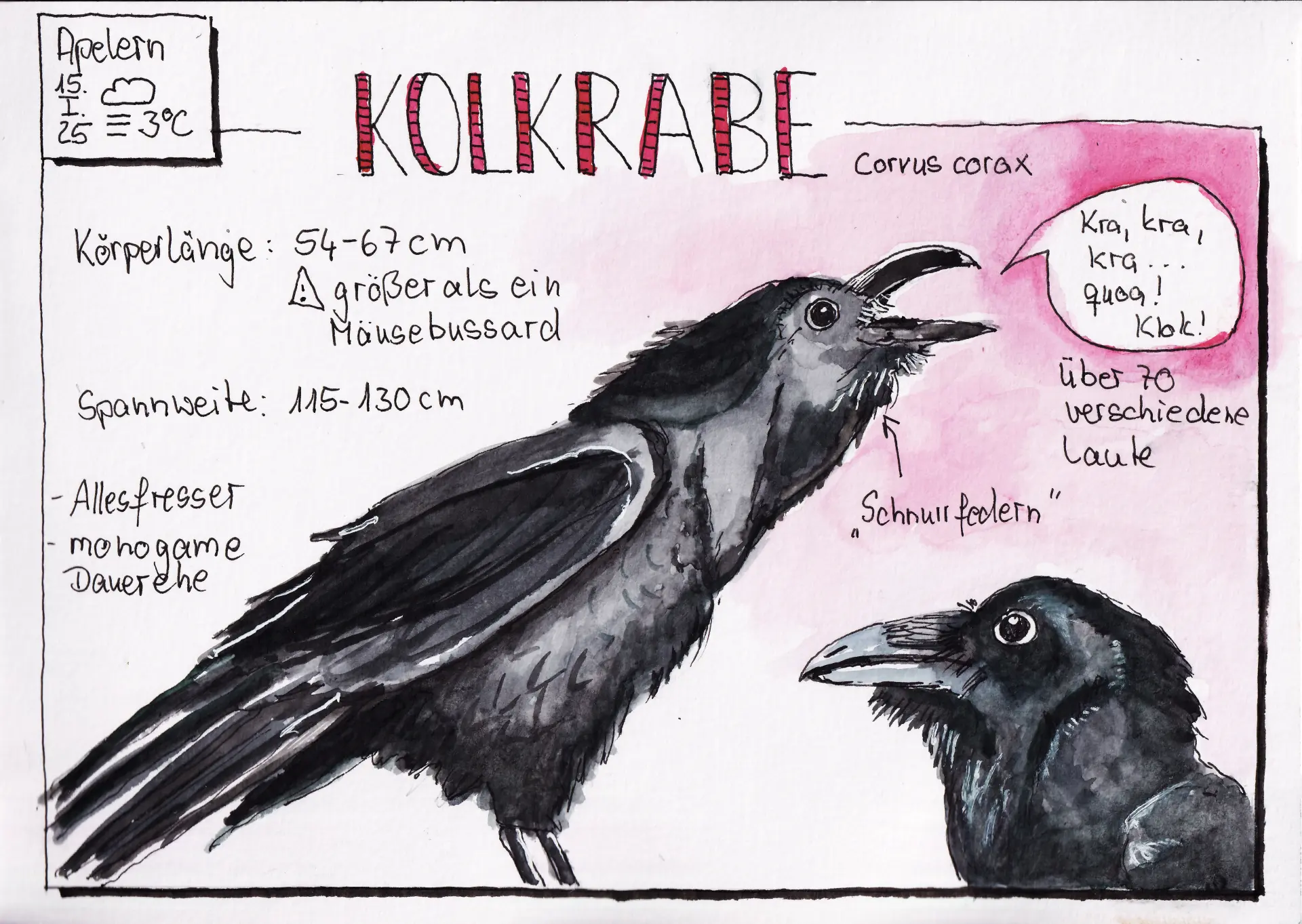 25 KW 3 Kolkrabe Kolkrabe Illustrationen mit Größenangaben, Lautbeispielen und wissenschaftlichem Namen von Tina Kuhrt in schwarz-rosa Aquarellzeichnung