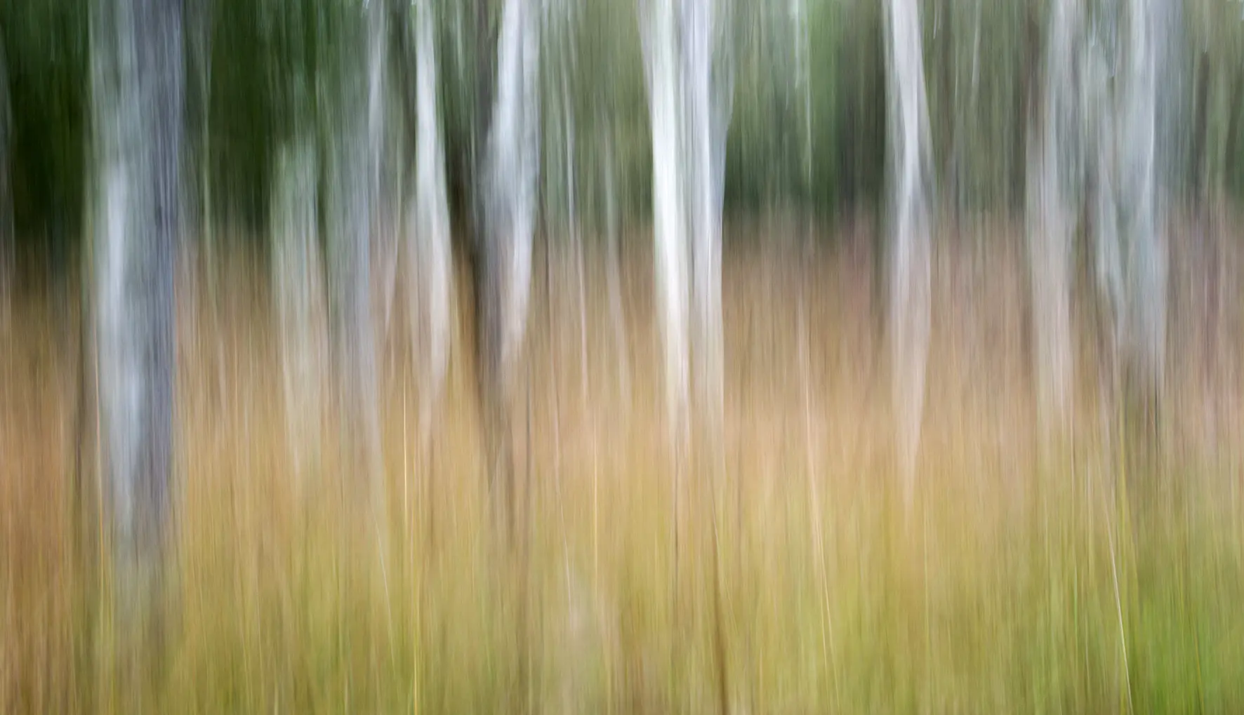 Verwischte Baumstämme und Gräser in Bewegungsunschärfe, verkürzt Licht und Schatten, bewusst reduziert und präzise, fotografiert von Jutta Engelage