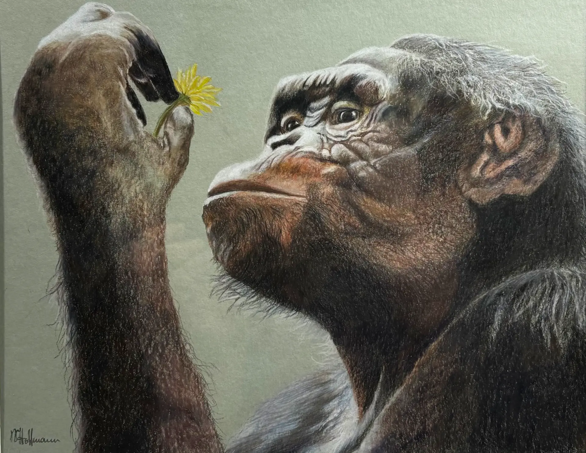 Hoffmann Affe Affe, der eine gelbe Blume hält und betrachtet, in detailreicher Pastellzeichnung von Monika Hoffmann voller Lebendigkeit und Ausdruckskraft