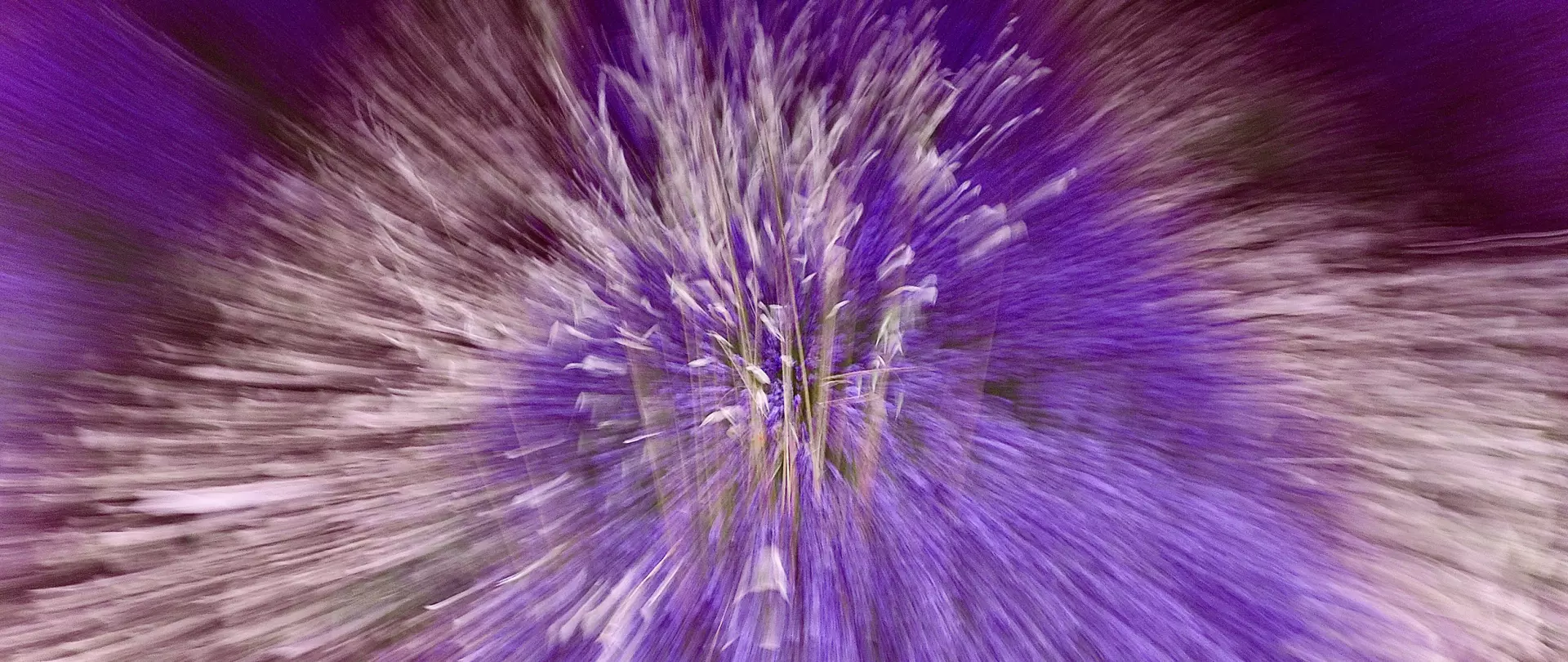 Künstlerische Zoomaufnahme eines Lavendelfeldes, Fotografie von Anja Artzt – artistravel Dozentin