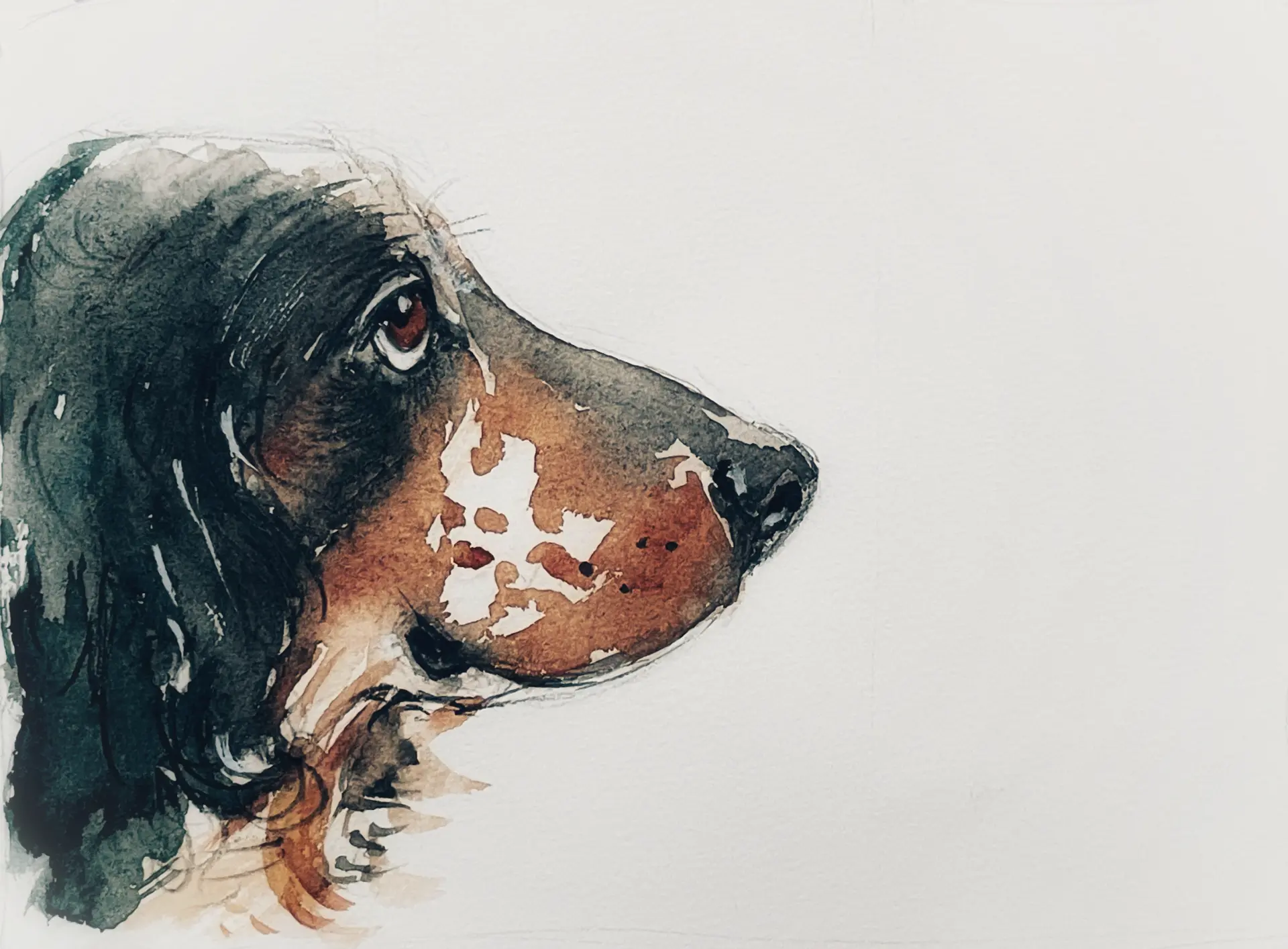 Aquarellporträt eines nach rechts schauenden Hundes mit lebendigen Farben von Annette Gevatter, das spontane Stimmung und Naturbeobachtung einfängt