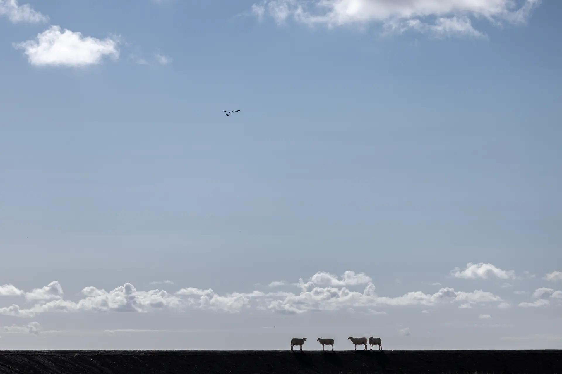 Minimalistisches Landschaftsfoto mit vier Kühen vor weitem Himmel und Wolken, aufgenommen von Urs Renggli, das Ruhe und klare Linien betont