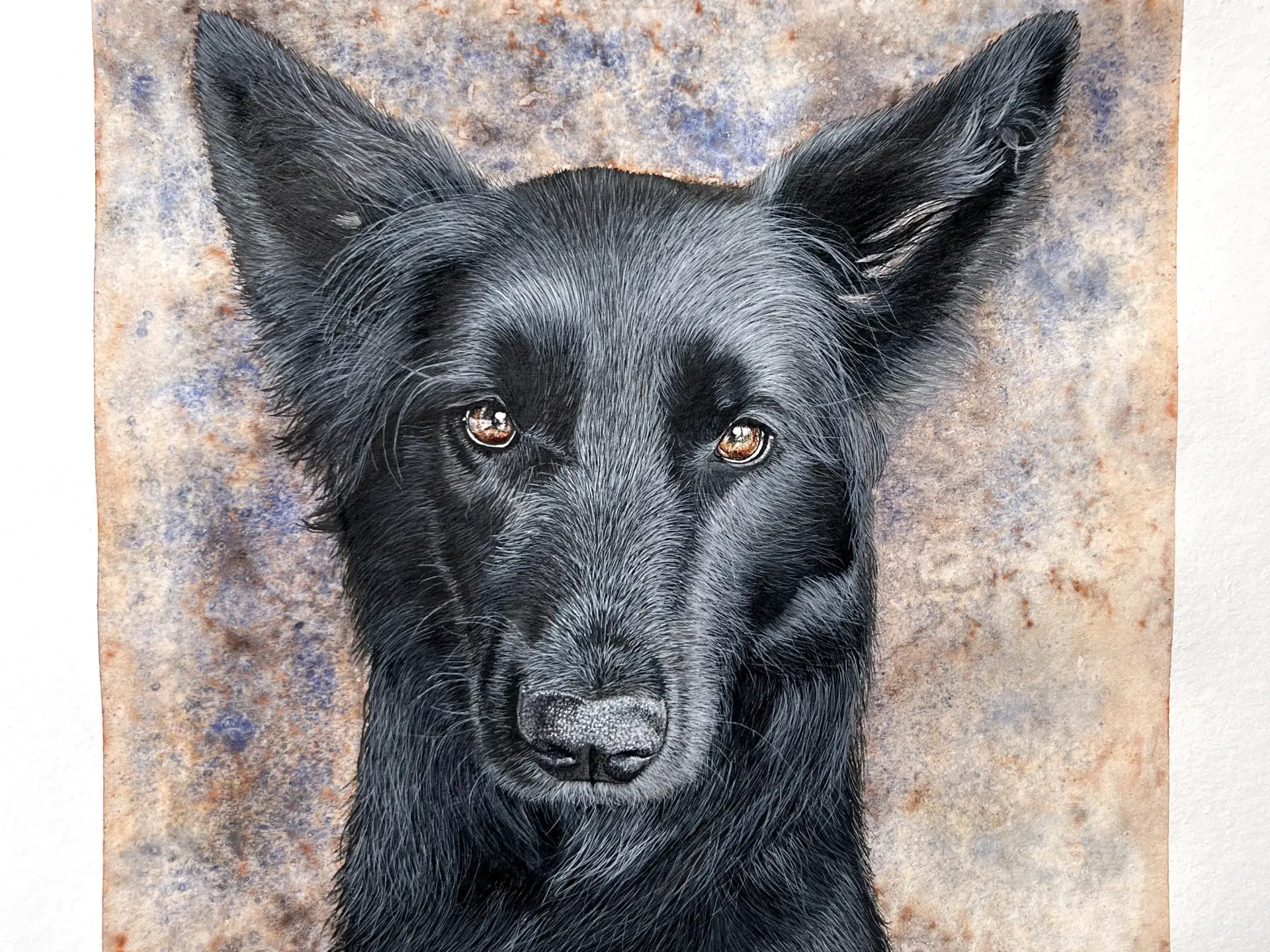 Schwarzer Hund Schwarzer Hund mit intensiven Augen vor strukturiertem, rostigem Hintergrund in realistischer Darstellung von Kelly Hümbert-Knobe, die Charakter und Seele zeigt