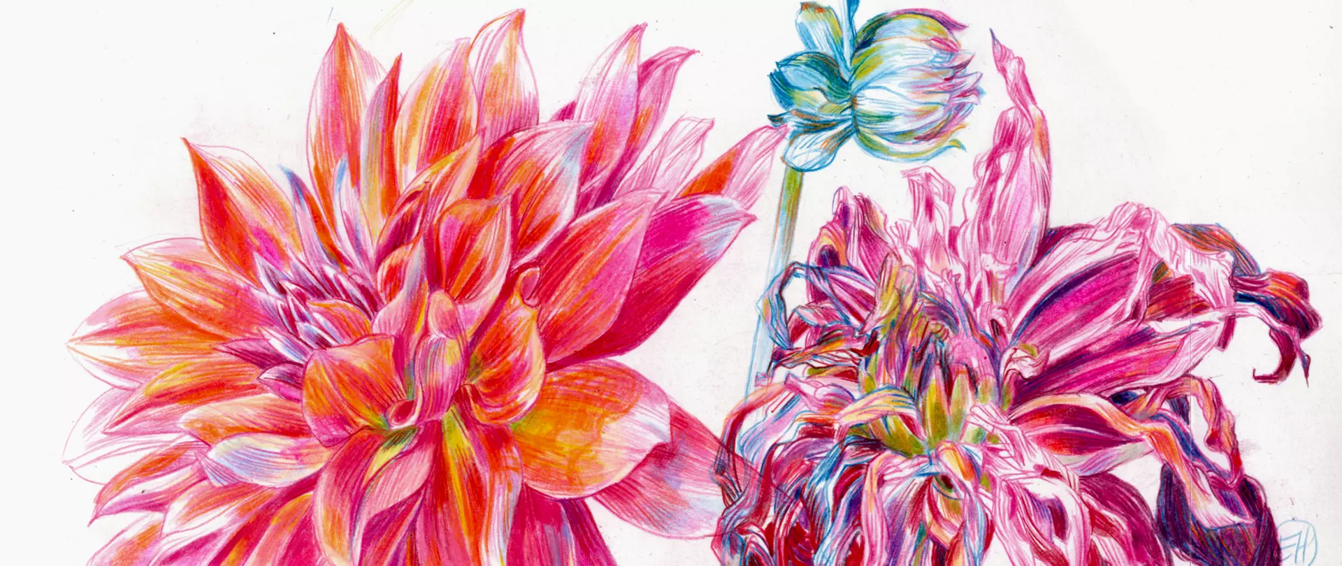 Detailreiche Zeichnungen von Dahlien, Blüten und dekorativen Pflanzen – von Elke Hanisch
