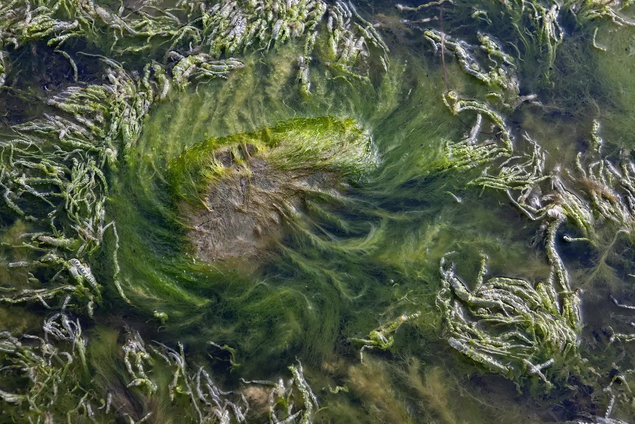 Organisches Muster von grünem Seegras unter Wasser Organisches Muster von grünem Seegras unter Wasser, das wirbelnde Formen bildet – Abstrakte Fotografie von artistravel Dozent Jürgen Wassmuth