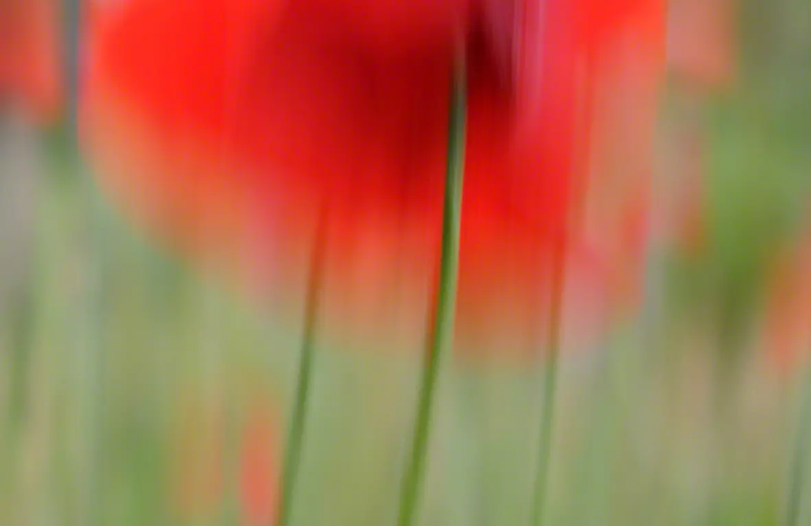 Mohnblüte im Fokus - Poetische Naturfotografie Malerische Nahaufnahme einer roten Mohnblume mit künstlerischer Unschärfe, poetische Blumenfotografie von artistravel Dozentin Jutta Engelage