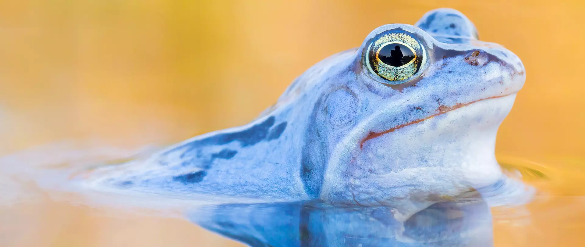 Nahaufnahme eines blauen Moorfrosches im Wasser mit gelbem Hintergrund – Naturfotografie von artistravel Dozenten Kyra & Christian Sänger