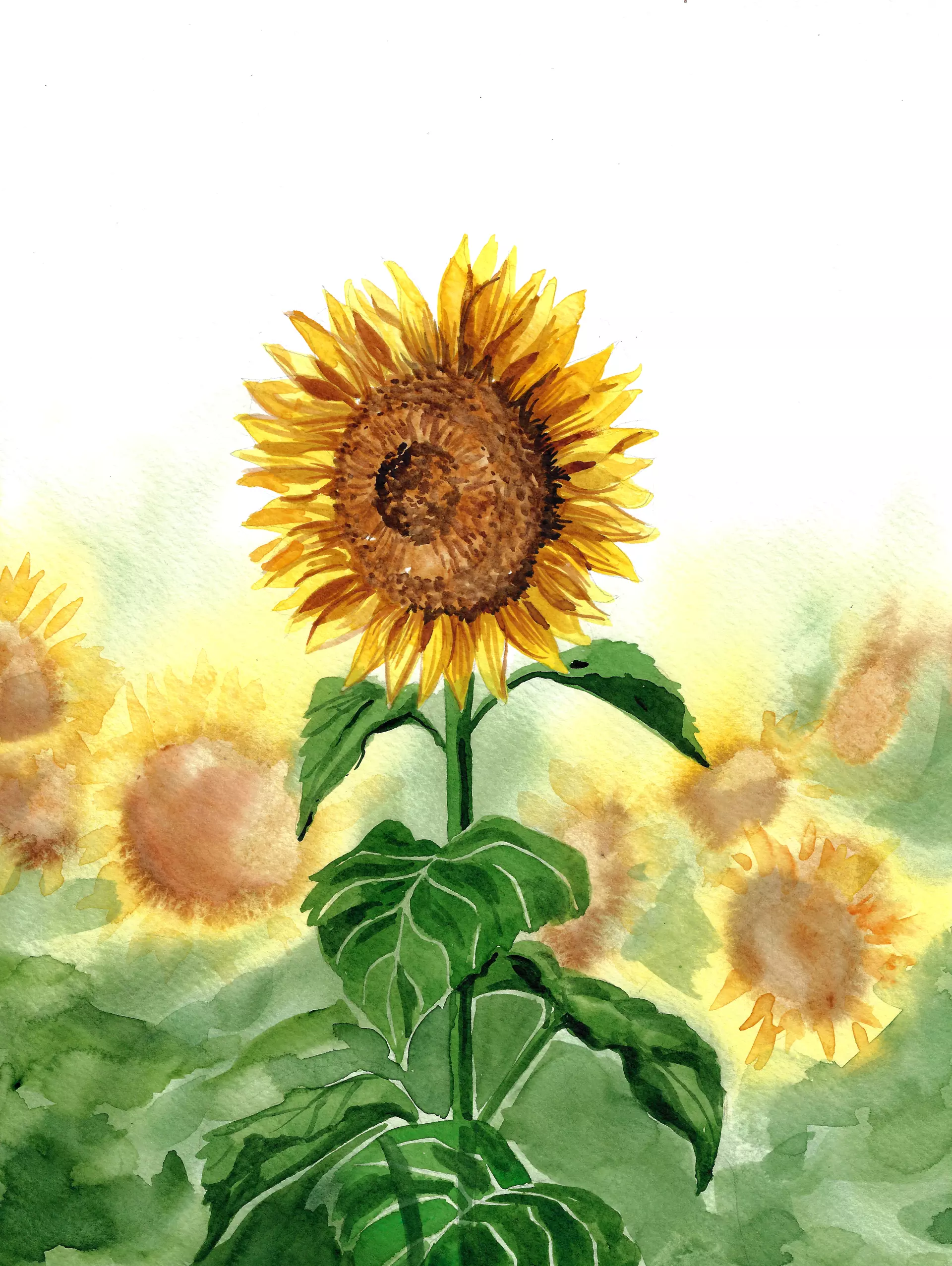 Sonnenblumenpracht in Aquarell von artistravel-Dozentin Tanja Meyer Aquarell einer leuchtenden Sonnenblume im Vordergrund, umgeben von sanft verschwommenen Sonnenblumen im Hintergrund. Klare Blattstrukturen und ein helles, sonniges Farbspiel schaffen sommerliche Leichtigkeit.