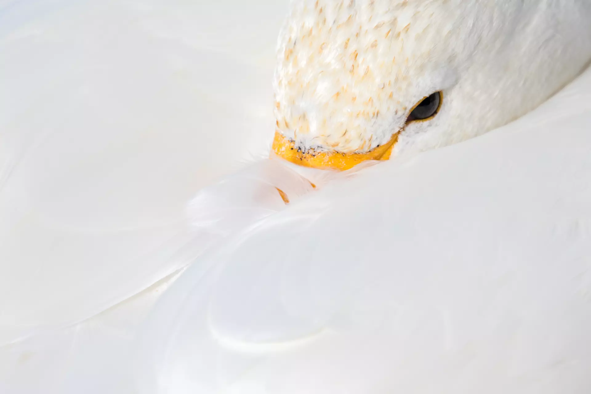 Kopf eines Schwanes kreativ aufgenommen Detail einer Schwanenfeder und Schnabel im Schnee – ruhiges Naturporträt von artistravel Fotografie Dozentin Marion Hogl