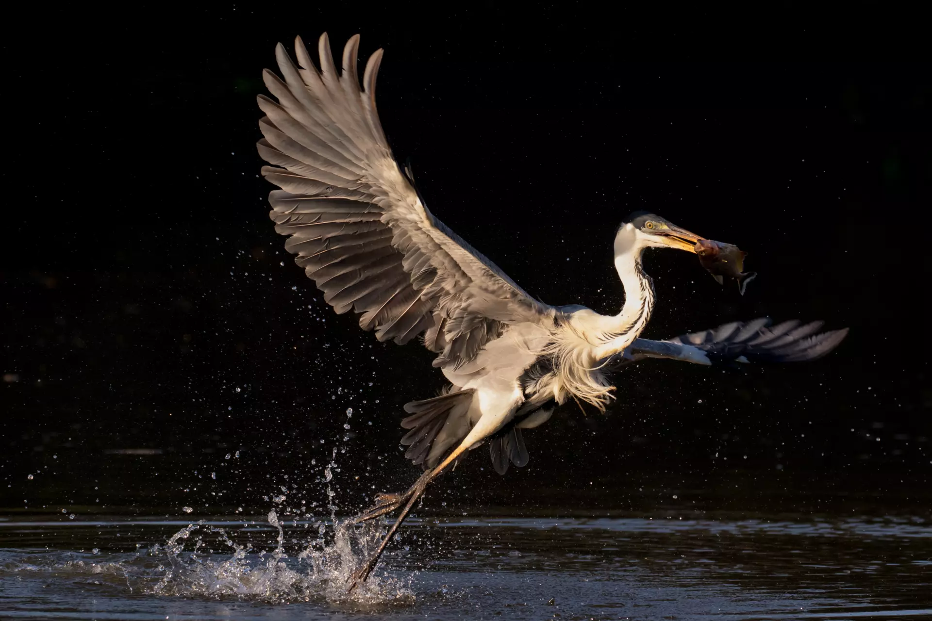 Reiher im Flug in nächtlicher Stimmung Ein fliegender Reiher berührt das Wasser im Dunkeln – Tierfotografie mit dramatischer Lichtführung von artistravel Dozentin Marion Hogl