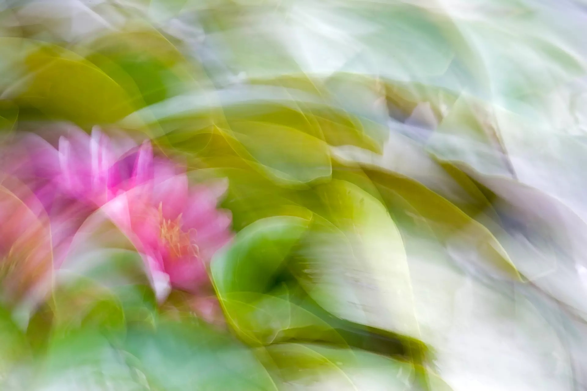 Seerose künstlerisch fotografiert Künstlerische Darstellung einer rosa Seerose in Bewegung – kreative Makrofotografie von artistravel Fotografie Dozentin Marion Hogl