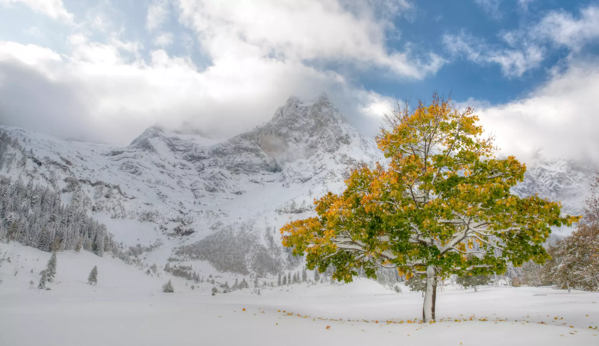 Schneelandschaft mit herbstlichem Baum Einzelner Baum mit Herbstlaub vor winterlicher Berglandschaft – kontrastreiche Landschaftsfotografie von artistravel Dozentin Marion Hogl