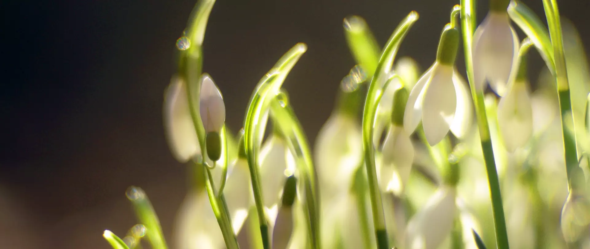 Gruppe von Schneeglöckchen im sanften Sonnenlicht mit verschwommenem Hintergrund – Haiku-Naturfotografie von artistravel Dozent Martin Timm