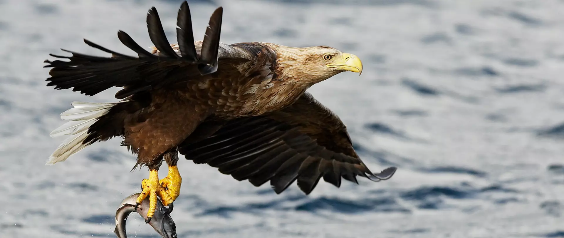 Seeadler im Flug mit frisch erbeutetem Fisch über dem Wasser – beeindruckende Tierfotografie von artistravel Dozent Michael Lohmann