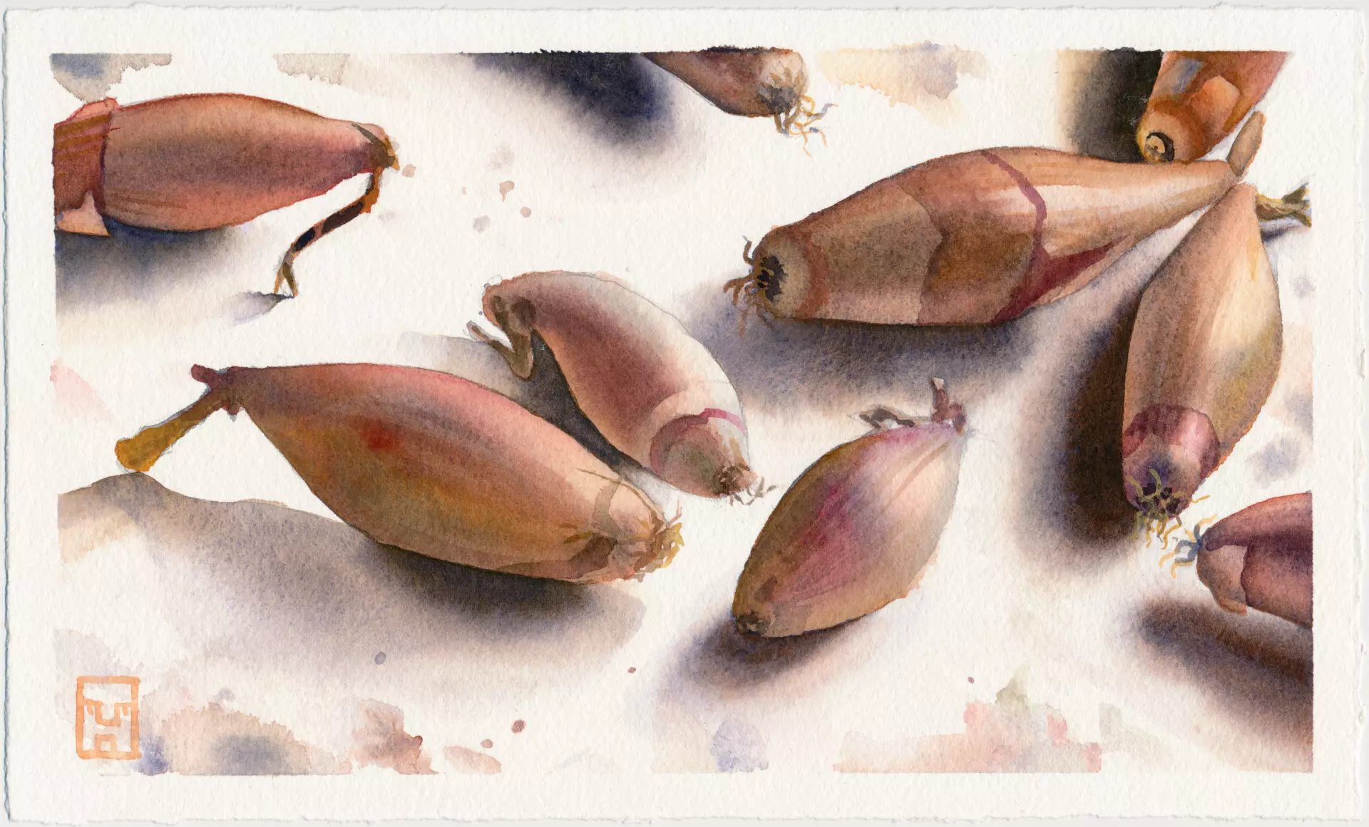 Aquarellmalerei von Blumenzwiebeln Aquarellmalerei mit einer kleinen Anzahl von mehreren Blumemzwiebeln