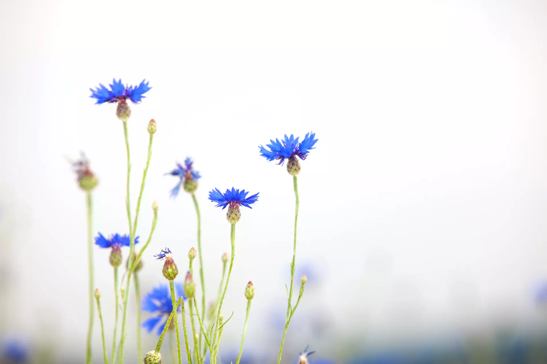Blaue Kornblumen Blaue Kornblumen vor einem hellen, unscharfen Hintergrund – Naturfotografie von artistravel Dozent Uwe Schmid