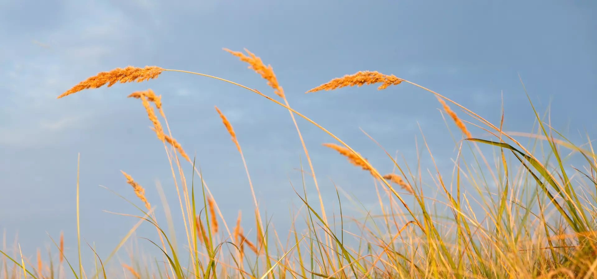 Schilf im Wind Goldenes Schilf im Wind vor einem bewölkten Himmel – Naturfotografie von artistravel Dozent Uwe Schmid