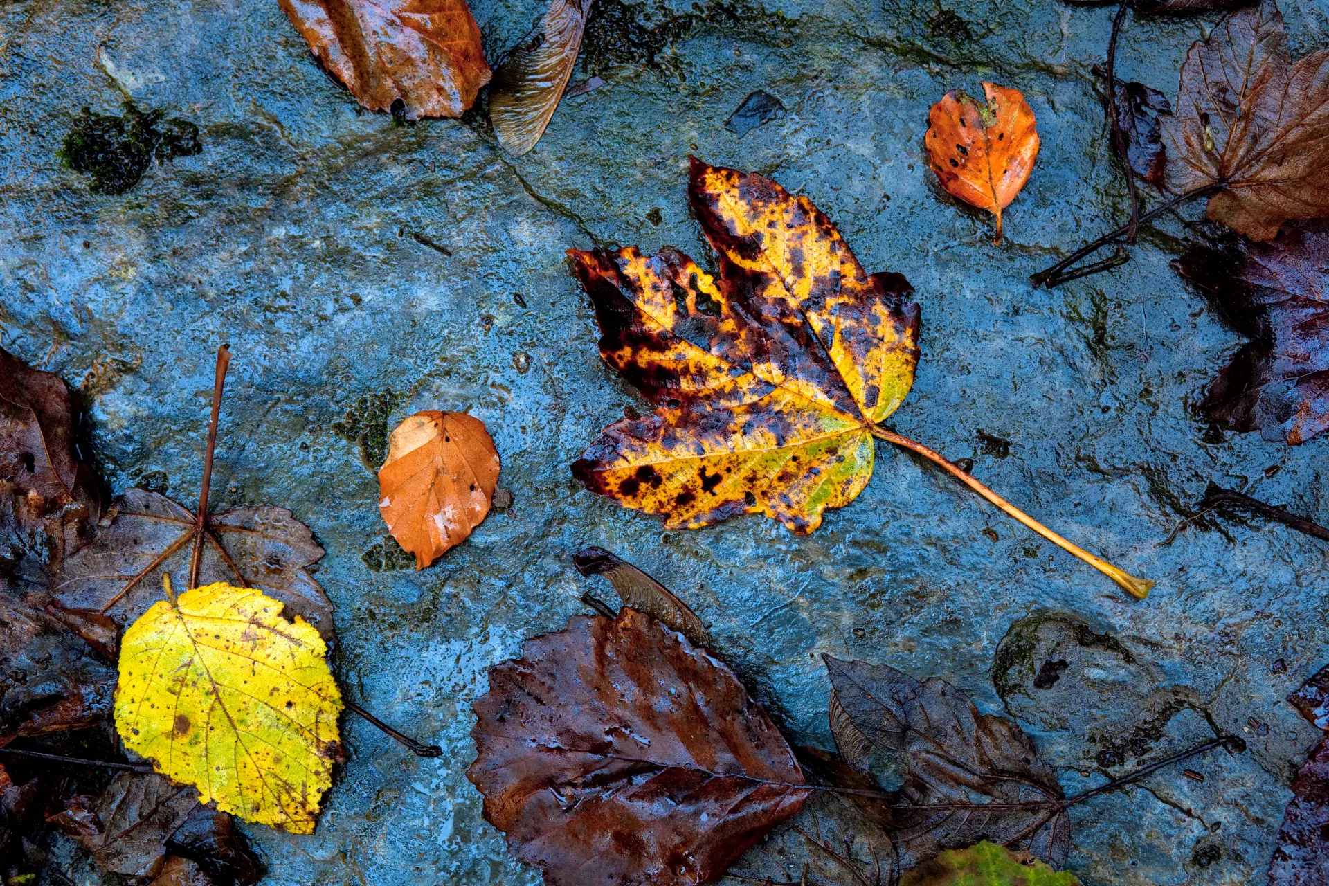 Herbstblätter auf Stein Bunte Herbstblätter auf nass glänzendem Stein – Makrofotografie von artistravel Dozent Uwe Schmid