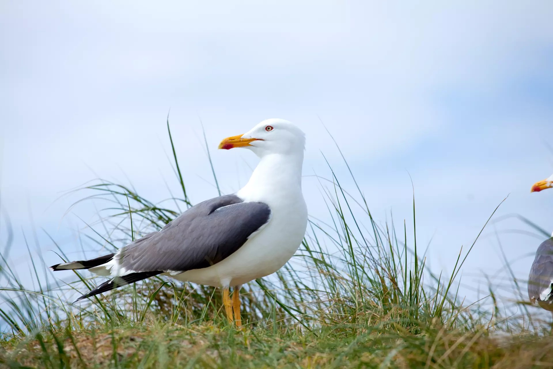 Möwe im Gras Möwe steht im hohen Gras mit einem bewölkten Himmel im Hintergrund – Tierfotografie von artistravel Dozent Uwe Schmid