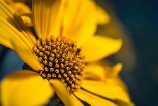 Nahaufnahme einer gelben Blume.