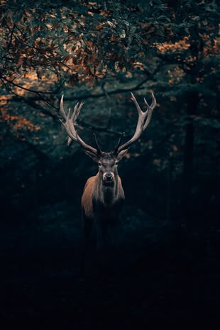 Fotografie eines Hirsches, der in einem Wald steht.