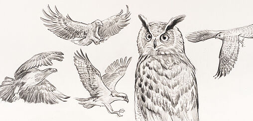 Tiere zeichnen leicht gemacht! - Raubvögel