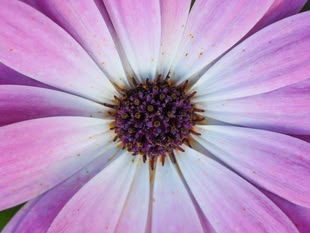 Nahaufnahme einer Blume, wobei der Blütenkopf im Fokus ist.