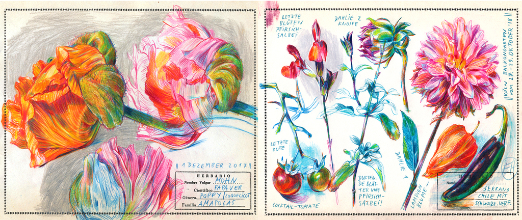 Botanische Portraits mit Farbstiften locker und lebendig zeichnen