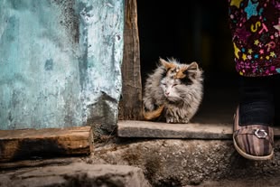 Fotografie einer Katze, die in einem Hauseingang sitzt.