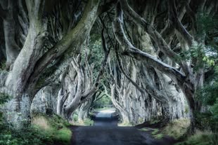 Photo by Trevor Cole on Unsplash Ein Weg, der durch einen mystischen Wald führt